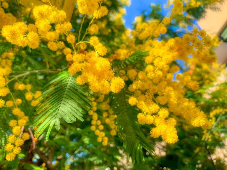 Mimosa près de la maison : astuces et conseils pour l’implantation
